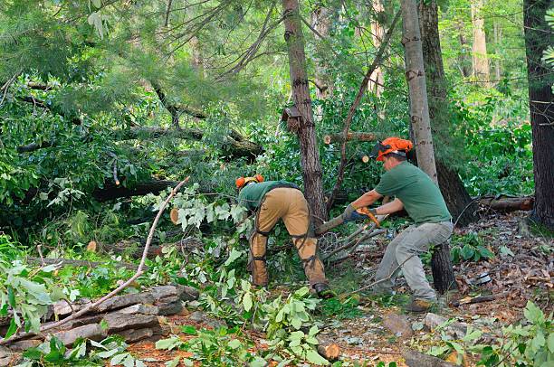 The Steps Involved in Our Tree Care Process in Wooster, AR